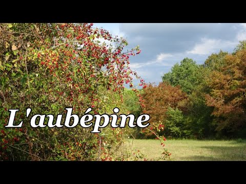 L'AUBEPINE