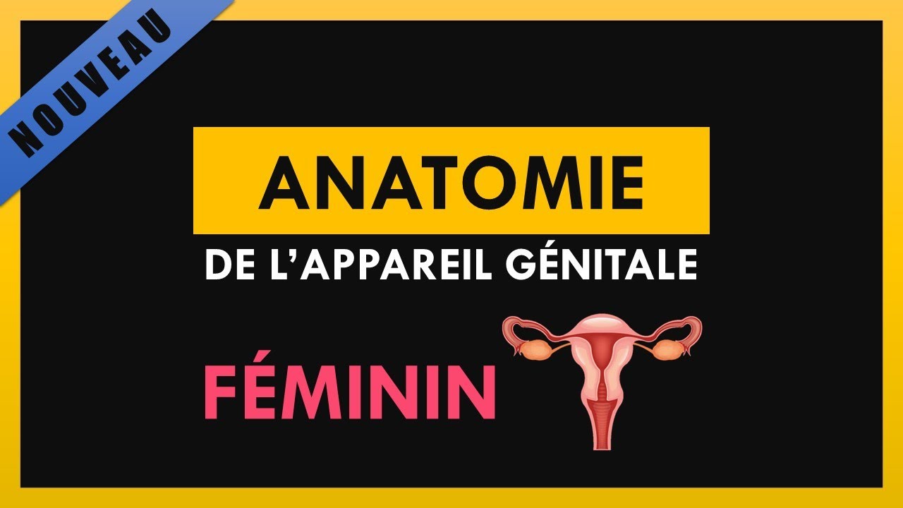 Anatomie De L'Appareil Génitale Féminin