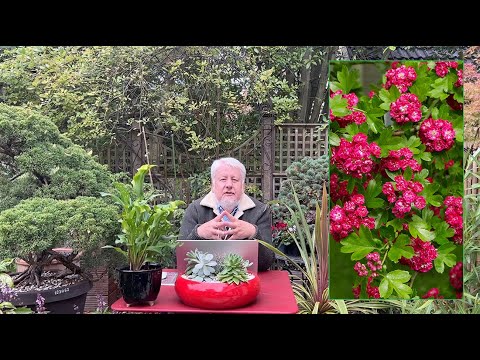 COMMENT RÉUSSIR UN SEMIS D’AUBÉPINE À FLEURS DOUBLES ? (LE QUOTIDIEN DU JARDIN, émission N°14)