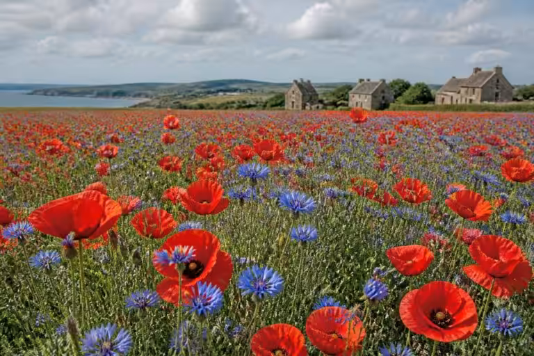 découvrez les magnifiques champs de coquelicots et de bleuets en bretagne, un spectacle naturel coloré et apaisant au cœur de la campagne bretonne.
