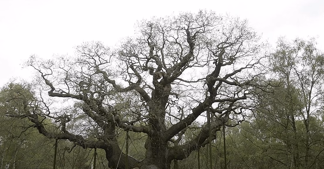 Le chêne de Tronjoly : cet arbre remarquable de Bretagne