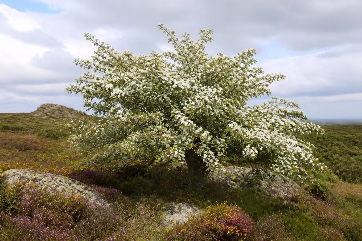 découvrez l'aubépine, cet arbre emblématique de mai en bretagne, ses fleurs délicates et son rôle dans la tradition locale.